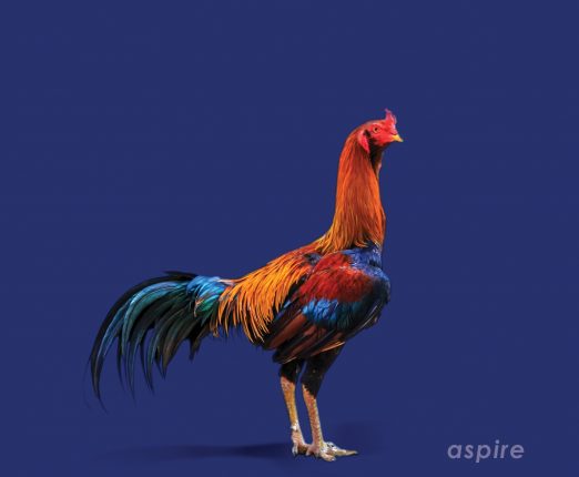 Rooster - Investment Innovation Institute