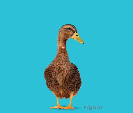 Duck - Investment Innovation Institute