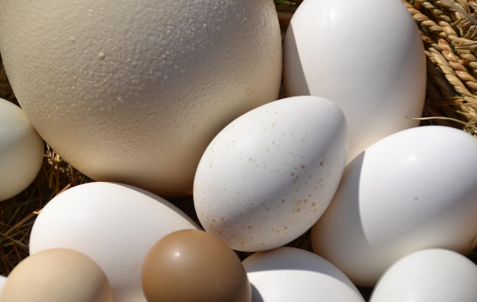 eggs in basket